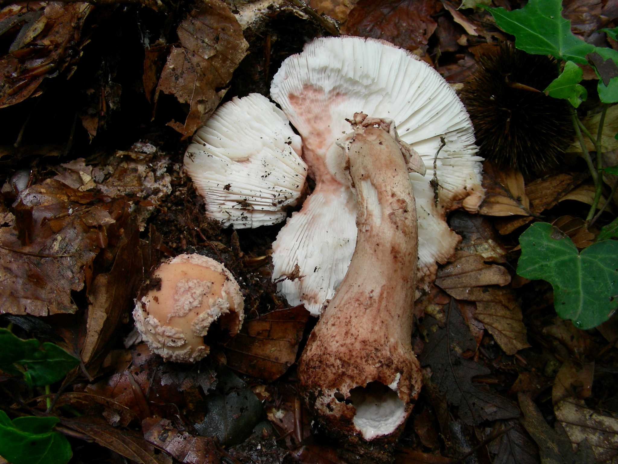 1370 Giugno vecchio ritrovamento.